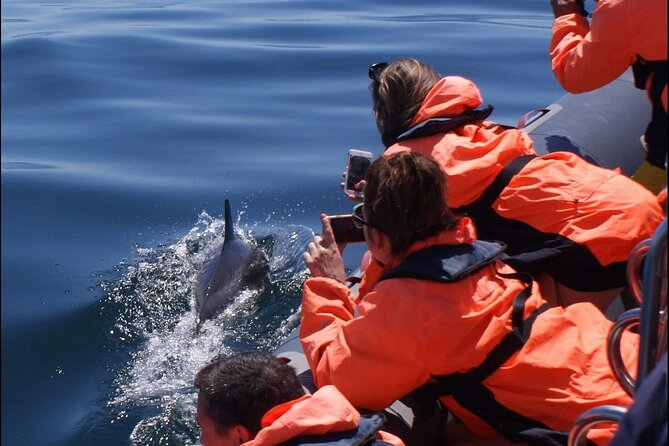 Dolphins Watching - Additional Info and Reviews