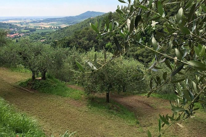 From Padua: Olive Oil & Wine in the Euganean Hills - Customer Reviews and Ratings