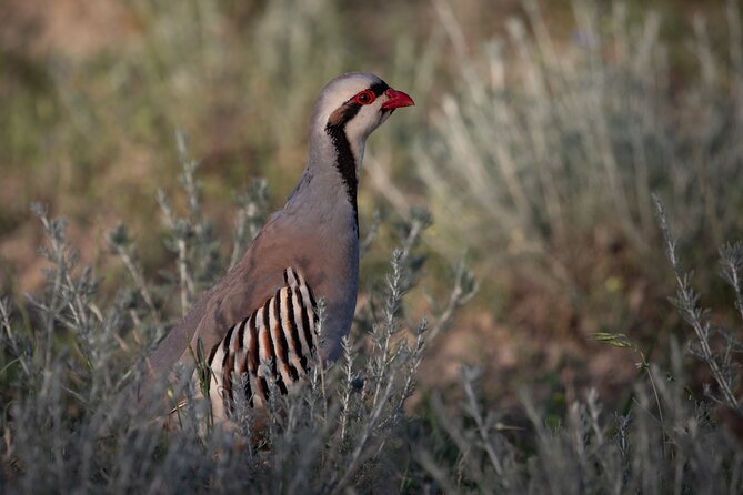 Full-Day Private Wilderness Tour in Vashlovani National Park - Cancellation Policy Details