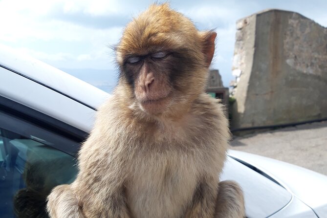 Gibraltar Sightseeing : Classic Shore Excursion (Private) - Itinerary Highlights