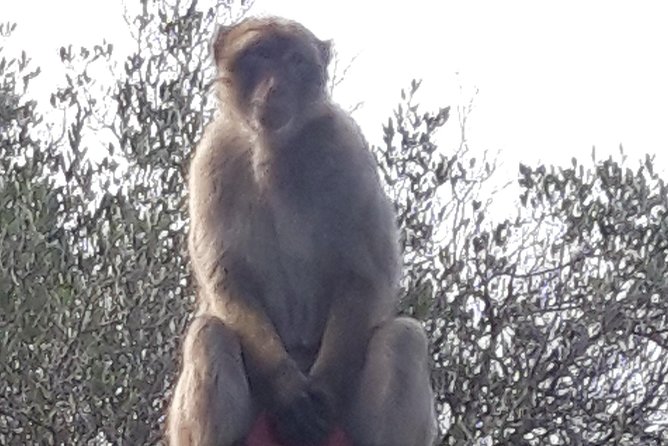 Gibraltar Sightseeing :SKYWALK AND SUSPENSION BRIDGE TOUR (Private) - Reviews and Feedback