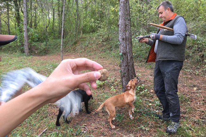 Istrian Tapestry - Gourmet Tour Combining Wine, Truffles and Olive Oil - The Sum Up