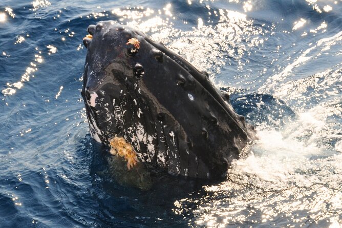 [Limited Time] From Onna Village (Maeda Fishing Port)! Whale Watching｜Completely Reserved Boat Charter Plan (4 Hour Course) - Booking Information
