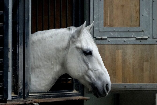 Lipica Stud Farm and Skocjan Caves From Koper - Customer Reviews
