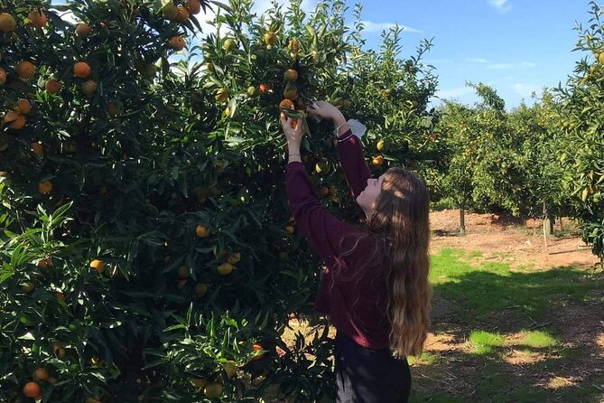 Mandarina Farming Tour With Food and Drink Tasting in Albania - Frequently Asked Questions
