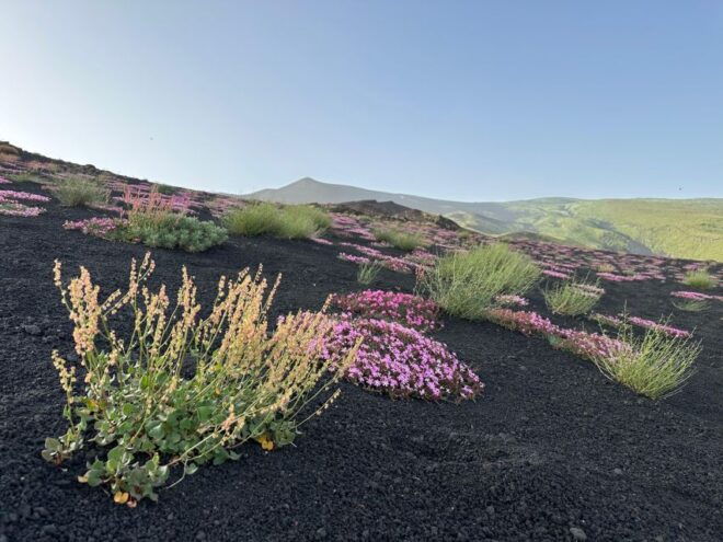 Mt. Etna: Half Day Morning or Sunset Tour in 4x4 - Not Suitable for