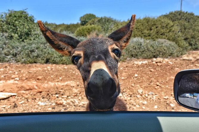 PRIVATE KARPAZ TOUR From Nicosia - Frequently Asked Questions