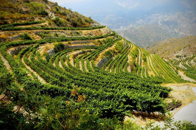 The Grape Escape: Troodos Mountains Thru Wine Small Group Tour 6hrs - Highlights
