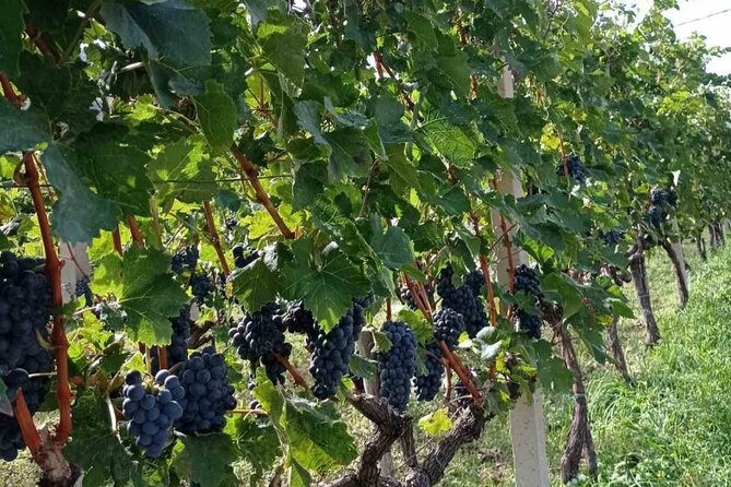 The Great GASTRO Tour of Montenegrian Wine and Montenegrian Food - The Sum Up