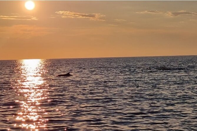 Thrilling Dolphin Encounter: Vrsars Aquatic Safari - Frequently Asked Questions