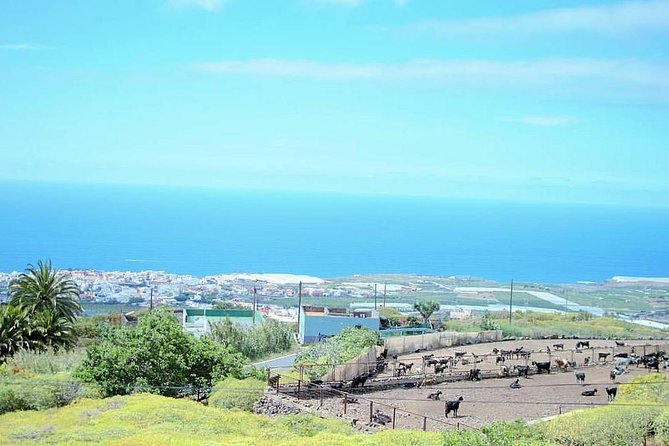Tour Around the Island - Private VIP Tour in Tenerife - Pickup Information