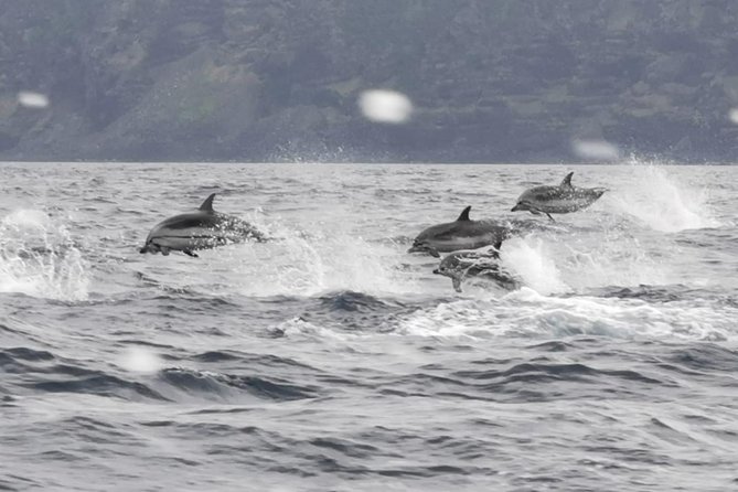Whale and Dolphin Watching on Tercera Island - Additional Info