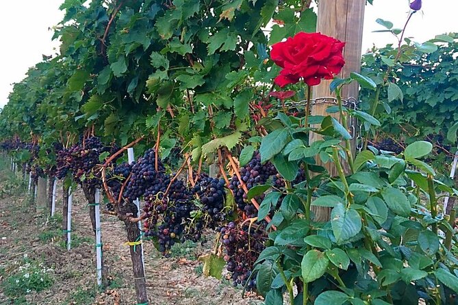 Winery Tour and Tasting in Abruzzo - Tour Activities