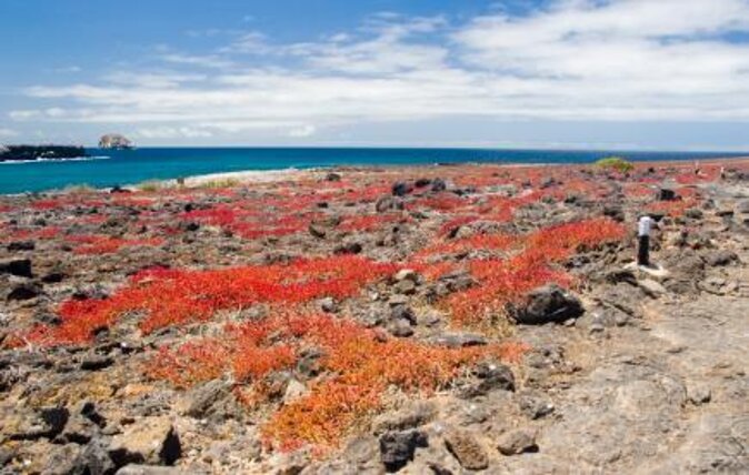 8-Day Galapagos Island Hopping Tour-Explore 5 Islands-Snorkel,Hike & Wildlife - Good To Know