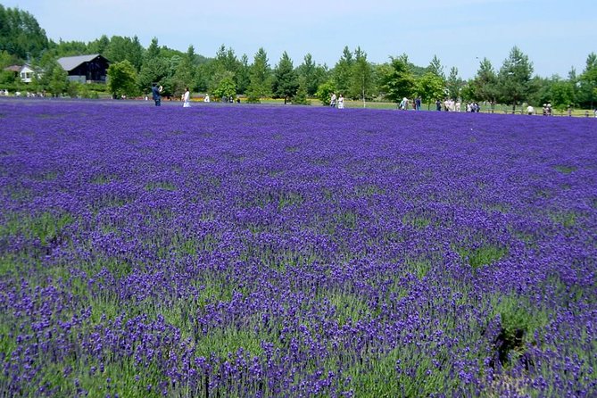 A Relaxing Day for Furano, Biei Blue Pond& Local Curry Lunch in Hokkaido! - Vegetarian Lunch Option Available