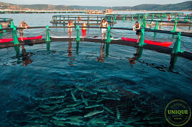 An Unforgettable Day With Fish, Wine and Olive Oil Tasting - Directions