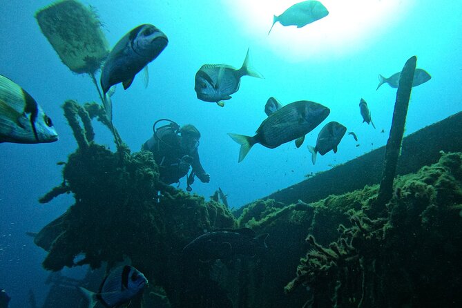 Discover Scuba Diving (2 Dives & Photos) - Additional Details