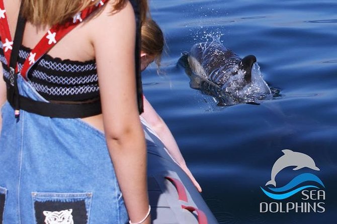 Dolphins Watching - The Beauty of Dolphin Watching