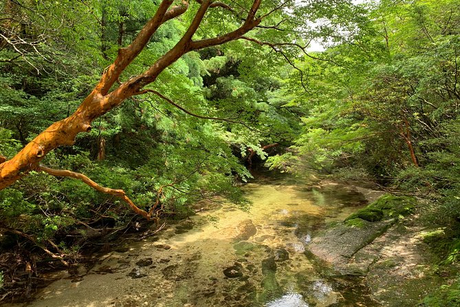 Forest Walk - Location