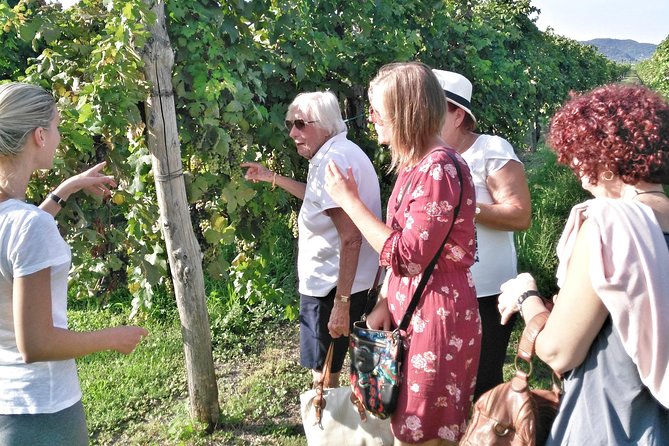 From Padua: Olive Oil & Wine in the Euganean Hills - Additional Activities and Stops