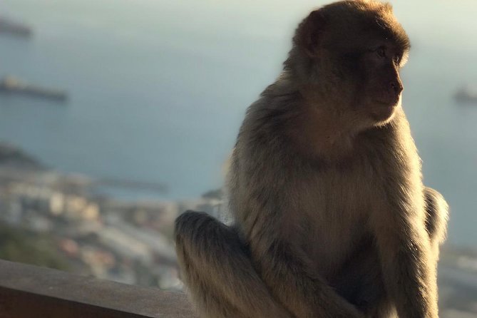 Gibraltar Sightseeing: Premium Rock Tour / Shore Excursion (Private) - Tour Inclusions