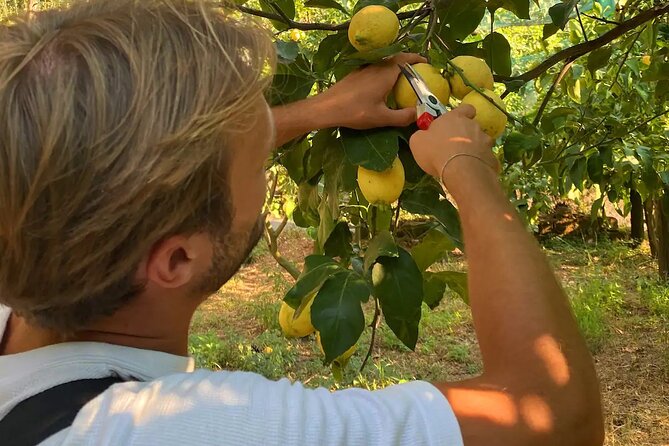 Lemon Experience in a Sorrento Farm With Harvesting and Tasting - Additional Information