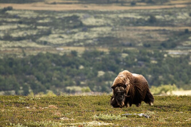 Muskox Safari From Hjerkinn | Dovre & Lesja Aktiv - Tour Highlights