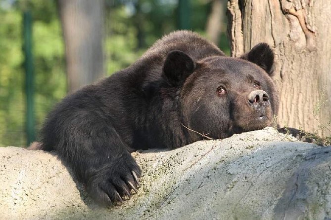 One Day Trip Bear Sanctuary, Dracula Castle, Rasnov Fortress From Brasov - Dracula Castle at Bran