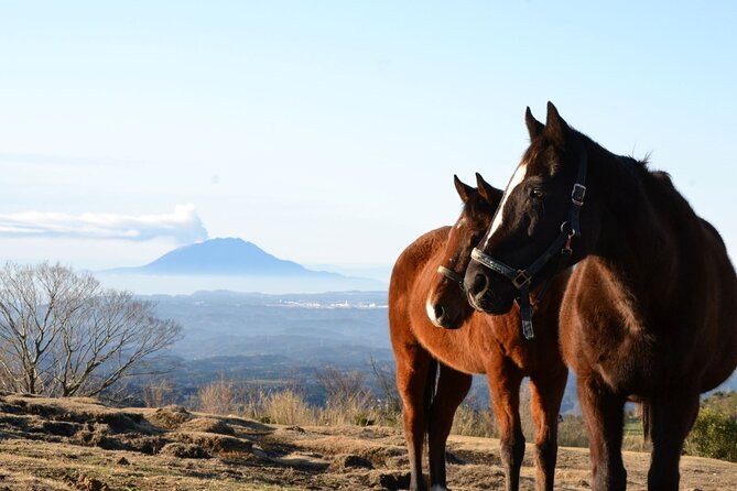 Pasture Hike With Horse Whisperer at Horse Trust in Kagoshima - Price and Cancellation Policy