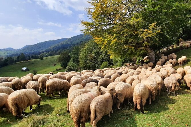 Pestera and Magura Full-Day Private Walking Tour From Brasov - Reviews
