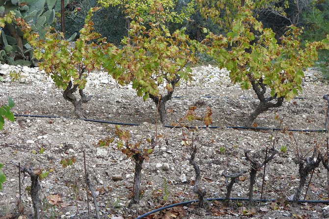 Vino Venture: Explore With a Local - Troodos Mountains Thru Wine! - Meet Wine-Making Experts