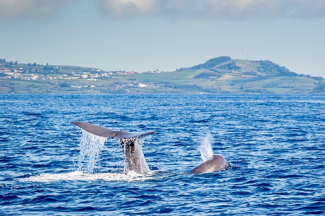 Whale and Dolphin Watching on Tercera Island - Location