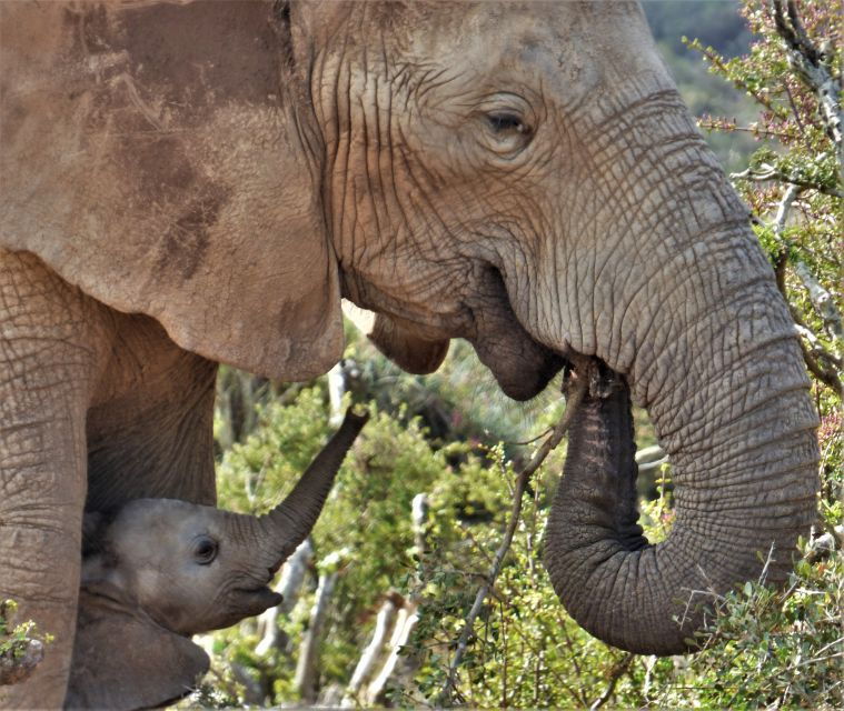 Addo National Park: Guided Half-Day Safari