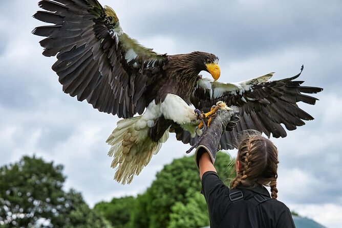 Admission Pass to Eagle Heights in Kent