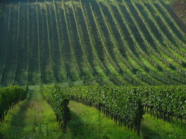 Afternoon Tour of the Chianti Wine Region in Tuscany - Tour Details