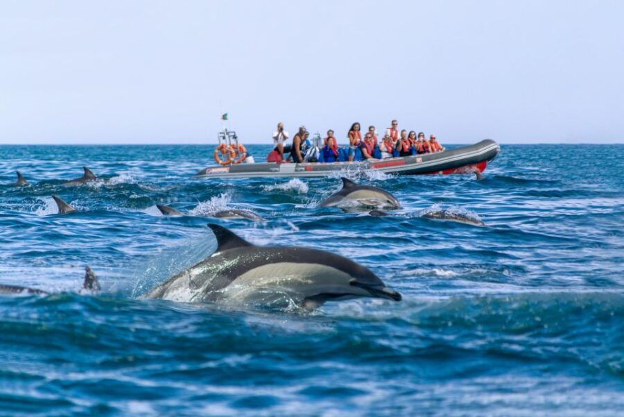 Albufeira: 2.5-Hour Private Dolphin & Benagil Caves Tour