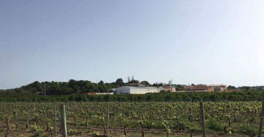 Algarve Wine Tour of Two Estates Guided by Wine Expert