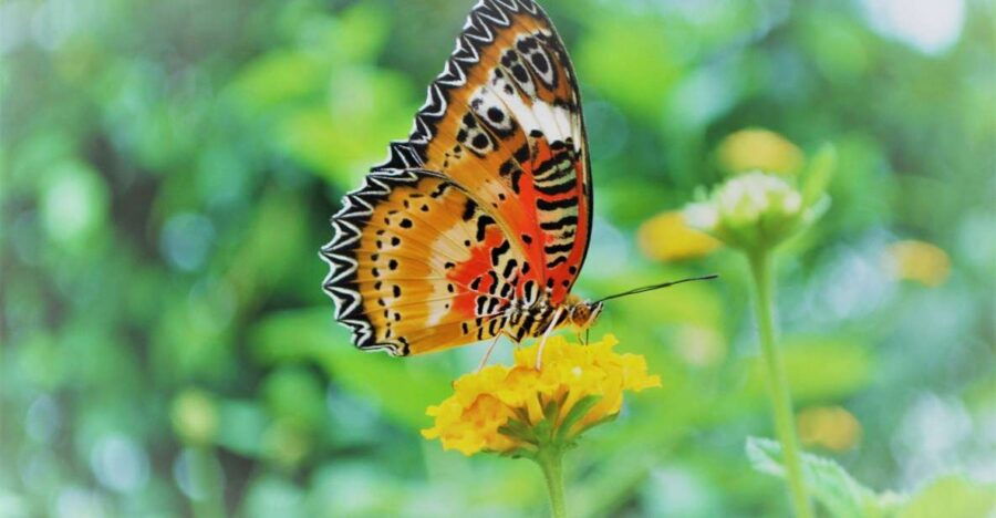 Alghero: Visit at the Butterfly House