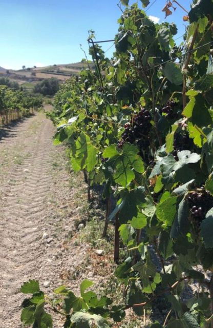 All-Day Wine Tasting Tour