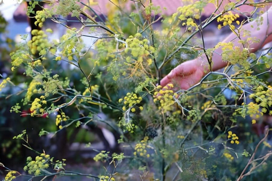 Amalfi Coast: Farm-tour, Make Mozzarella and Tagliatelle
