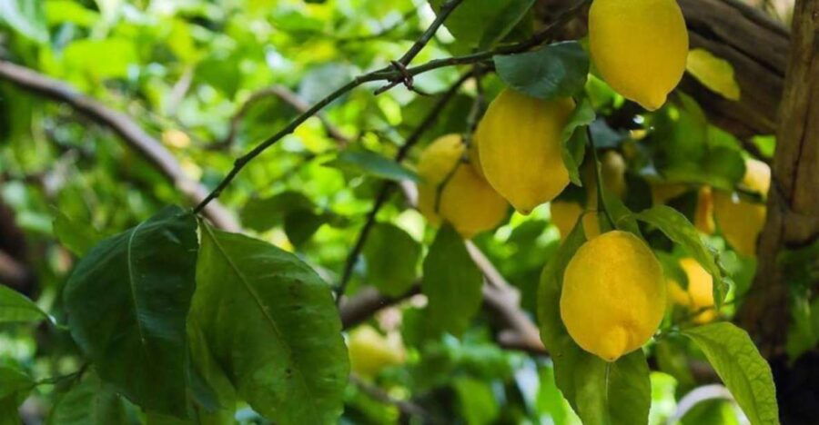 Amalfi Lemon Tour & Tasting | 25 Euro per Person