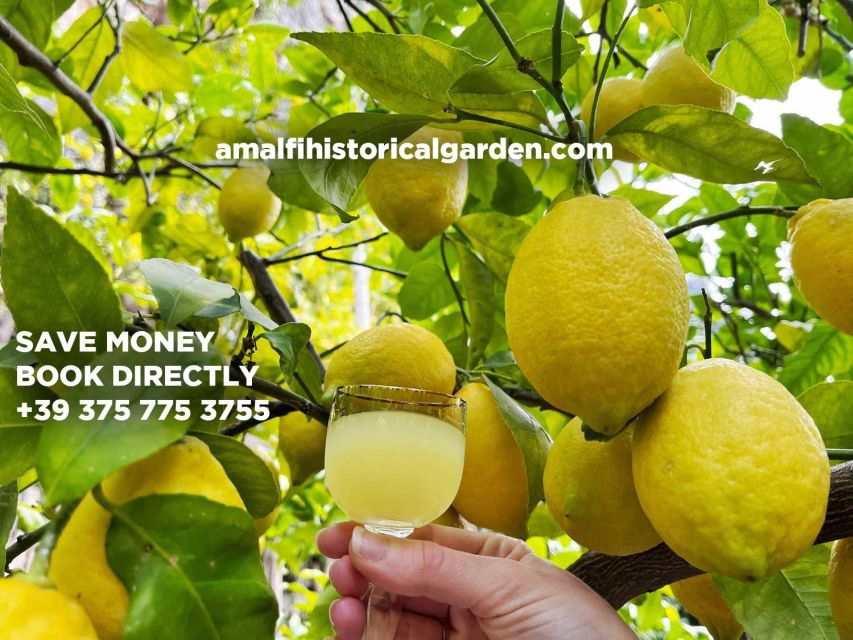 Amalfi Lemon Tour & Tasting in the Historical Garden - Experience