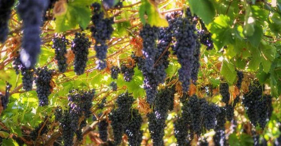 Amarone Wine Tour & Tasting From Venice, Padua or Verona - Good To Know