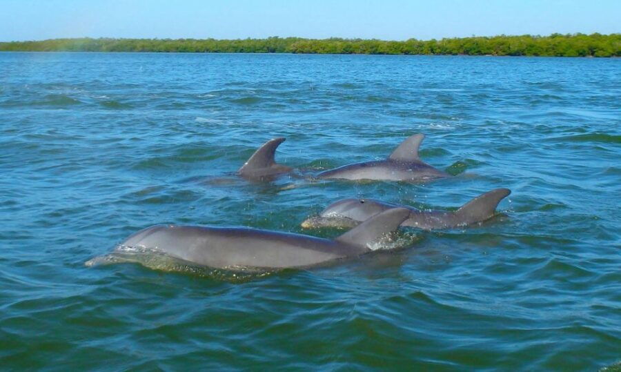 3 Best Canoe And Kayak Experiences In Bradenton Florida
