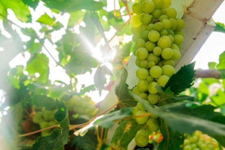 Aranda De Duero: Tour of the Aranda De Duero Wine Museum