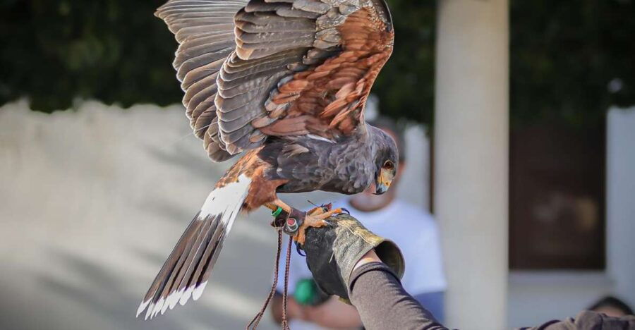 Armação De Pêra/Albufeira: Hawk Walk With a Harris Hawk - Description
