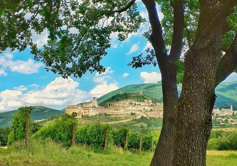 Assisi: Wine Tasting, Gourmet Pairing, Walk in the Vineyards - Assisi: Wine Tasting Experience
