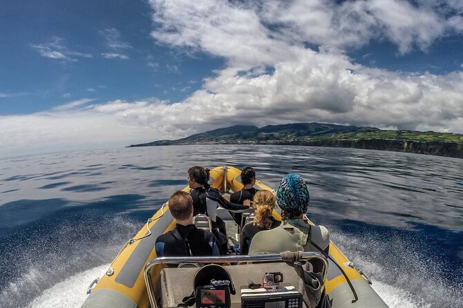 Azores Swim With Dolphins Atlantic Experience