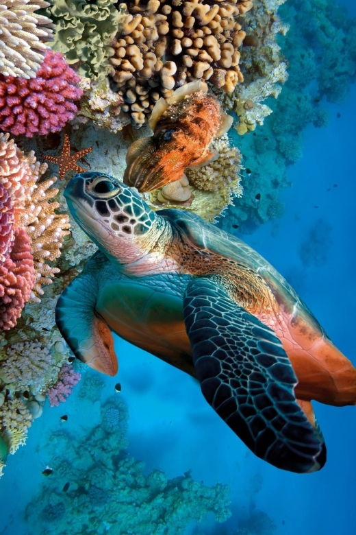 Bali Blue Lagoon Snorkeling&Waterfalls With Lunch & Trasfer - Good To Know