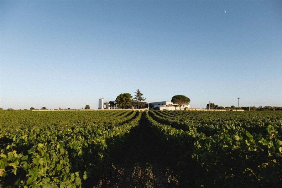 Bari/Gioia Del Colle: Bike Among Vineyards & Wine Tastings